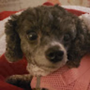 Meet your Posher, Teej